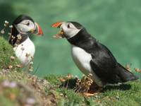 Saltee Islands